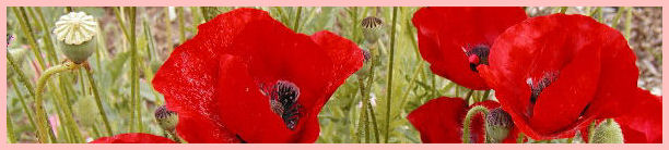 redpoppies
